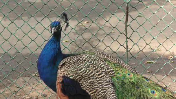 Peacock Farmie Letni Dzień — Wideo stockowe