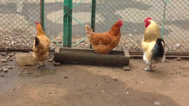 Galo Galinhas Fazenda Dia Verão — Vídeo de Stock