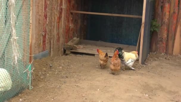 Haan Kippen Boerderij Een Zomerdag — Stockvideo
