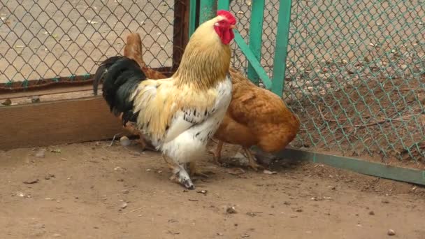 Galo Galinhas Fazenda Dia Verão — Vídeo de Stock