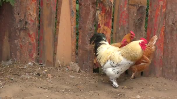 Galo Galinhas Fazenda Dia Verão — Vídeo de Stock