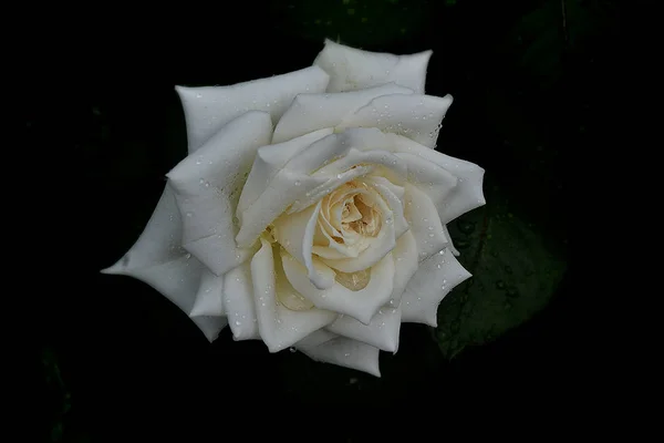 Rosa branca flor — Fotografia de Stock