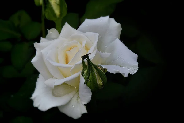 흰 장미 꽃 — 스톡 사진