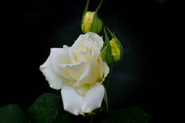 Weiße Rosenblüte — Stockfoto