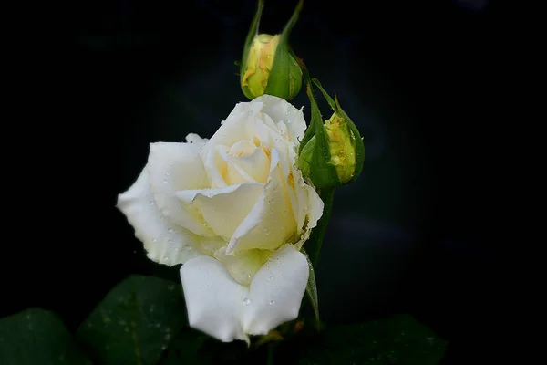 Rosa bianca fiore — Foto Stock