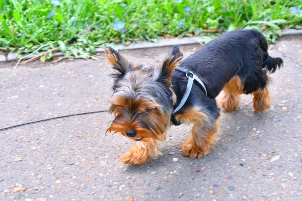 Kutyafajta yorkshire terrier — Stock Fotó