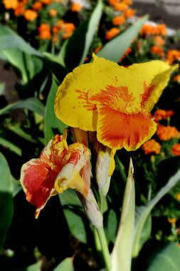 Çiçek Canna sarı-kırmızı