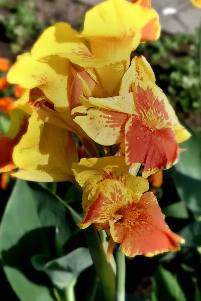 Flor Canna amarillo-rojo — Foto de Stock