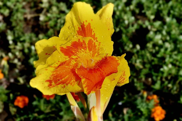 Çiçek Canna sarı-kırmızı — Stok fotoğraf