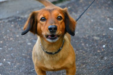 köpek doğurmak dachshund