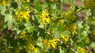 Bahar bahçesinde siyah frenk üzümü sarı çiçekler