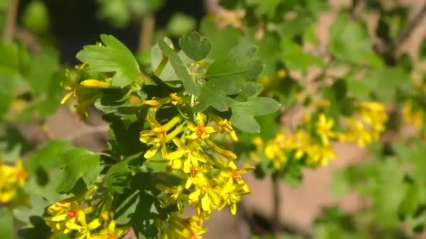 Bahar Bahçesinde Siyah Frenk Üzümü Sarı Çiçekler — Stok video