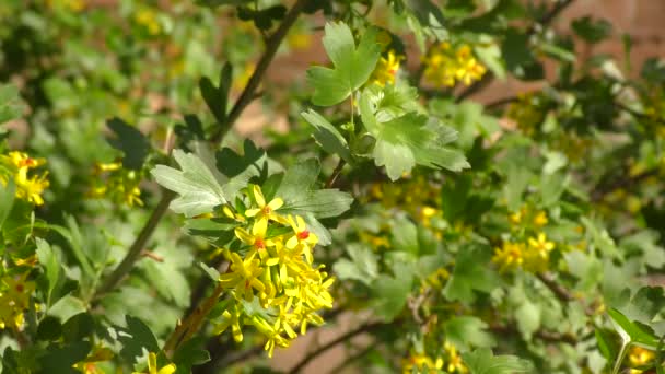 Fleurs Jaunes Cassis Dans Jardin Printemps — Video