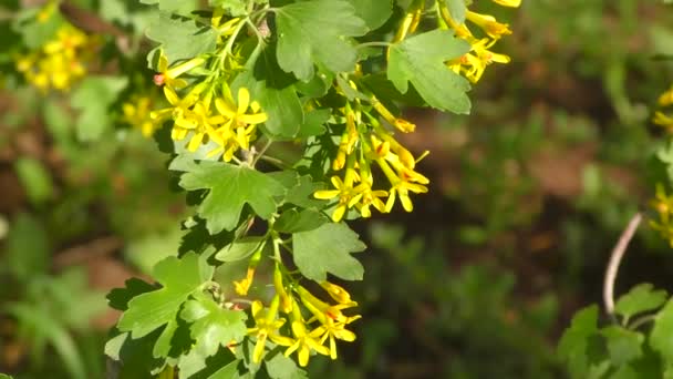 Gele Bloemen Van Zwarte Bessen Lente Tuin — Stockvideo