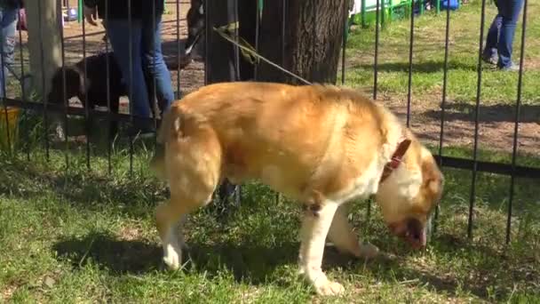 夏の朝の散歩でアラベイの犬の品種 — ストック動画