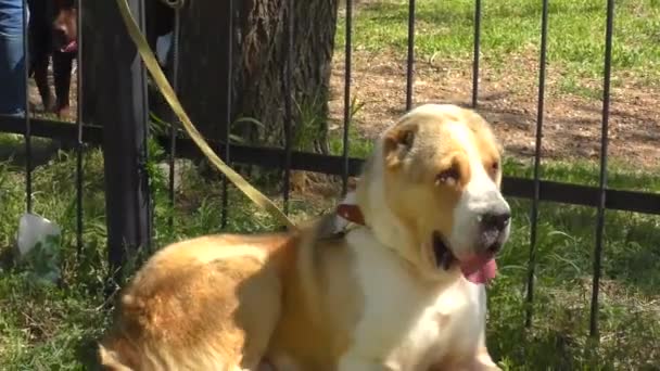 Races Chiens Alabay Sur Une Promenade Dans Matinée Été — Video