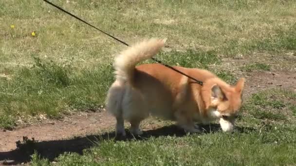 Kutya Fajták Walesi Corgi Pembroke Sétálni Nyári Reggelen — Stock videók