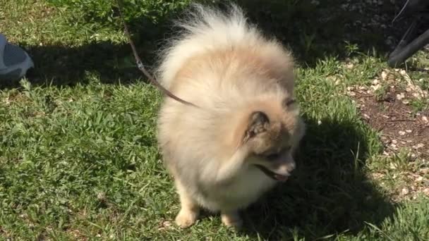 Pies Rasy Mały Szpic Niemiecki Spacer — Wideo stockowe