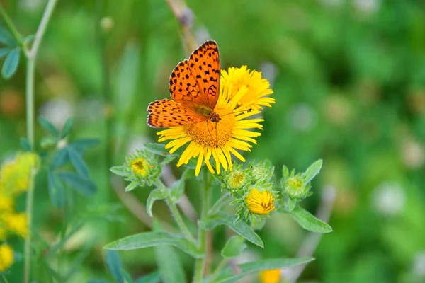 Butterfly on flower — Stock Photo, Image