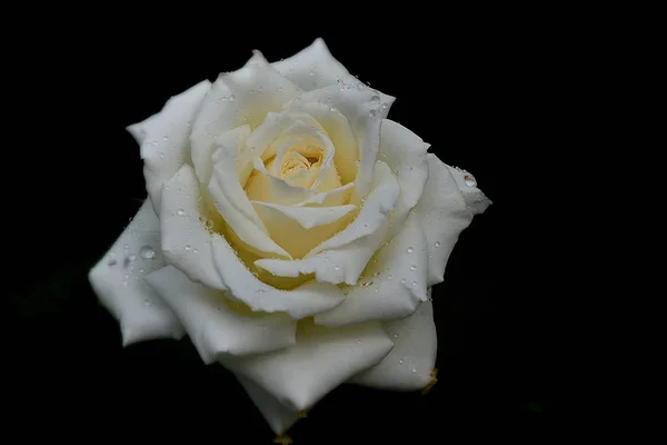 Rosa blanca flor — Foto de Stock