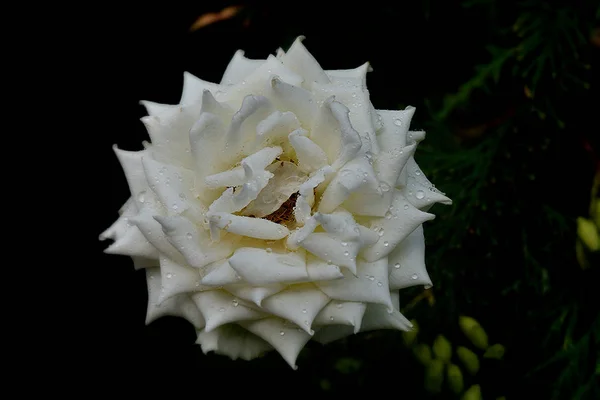 Rosa bianca fiore — Foto Stock