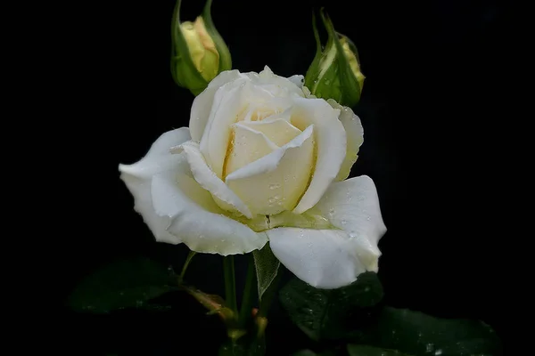 Rosa branca flor — Fotografia de Stock