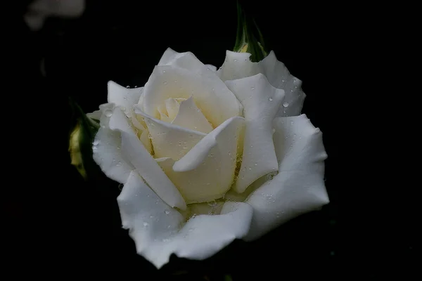 Rosa branca flor — Fotografia de Stock