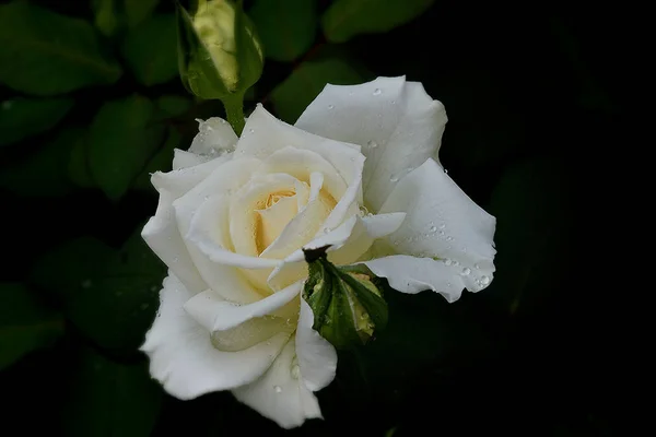 Weiße Rosenblüte — Stockfoto