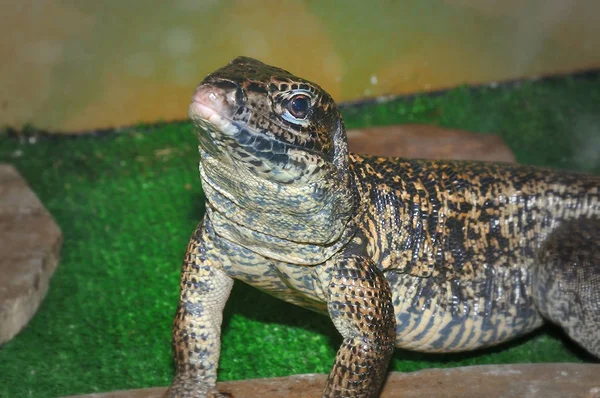 Ödlan Tupinambis i terrariet — Stockfoto