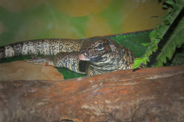 Jaszczurka Tupinambis w terrarium — Zdjęcie stockowe