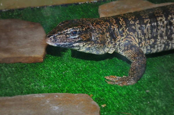 O lagarto Tupinambis no terrário — Fotografia de Stock