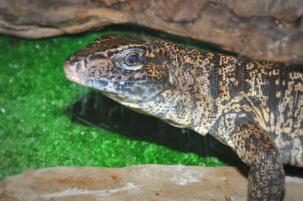 Jaszczurka Tupinambis w terrarium — Zdjęcie stockowe