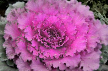 Sonbahar bahçesinde çok renkli dekoratif lahana