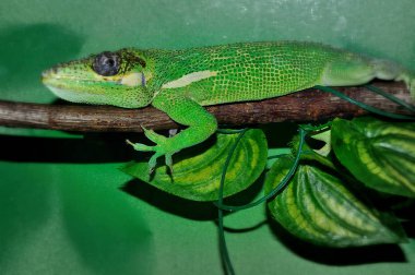 Knight Anole Teraryumda