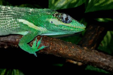 Knight Anole Teraryumda