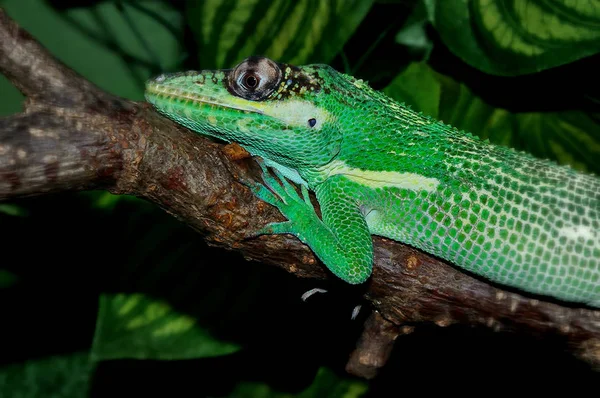 Knight Anole Teraryumda