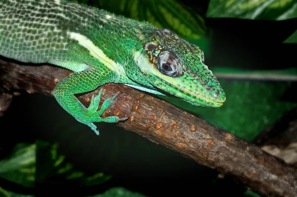 Knight Anole In the terrarium — Stock Photo, Image