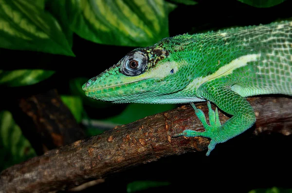 Knight Anole a terrárium — Stock Fotó