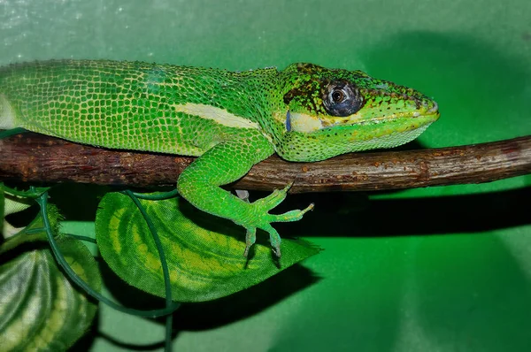 Knight Anole Teraryumda