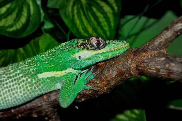 Anole rycerza w terrarium — Zdjęcie stockowe