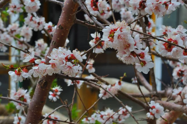 Apricot blossom in the garden — Stock Photo, Image