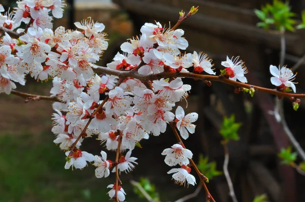 Flor de damasco no jardim — Fotografia de Stock