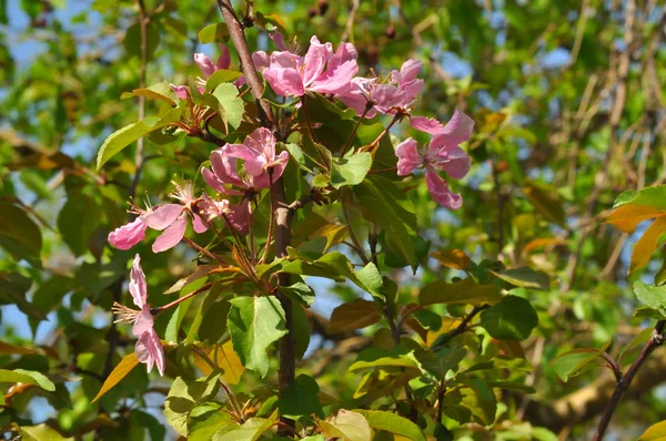 Flores cor-de-rosa da Apple-árvore — Fotografia de Stock