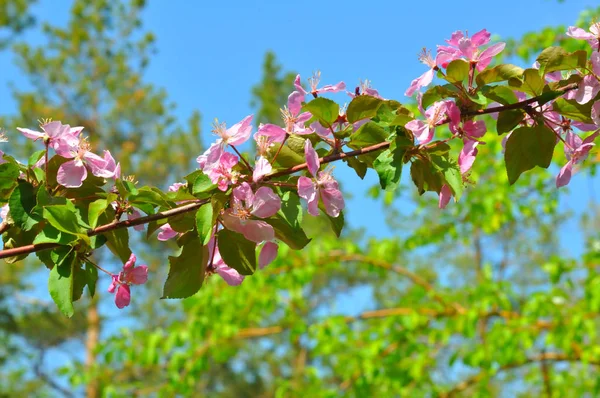 Flores cor-de-rosa da Apple-árvore — Fotografia de Stock