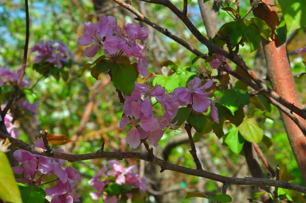 Flores cor-de-rosa da Apple-árvore — Fotografia de Stock