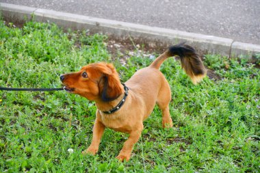 köpek doğurmak dachshund
