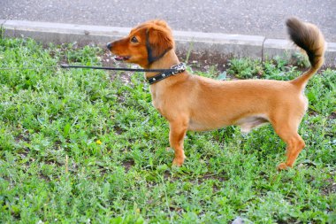 köpek doğurmak dachshund