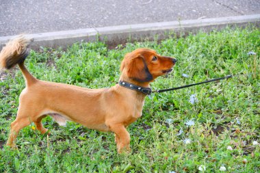 köpek doğurmak dachshund