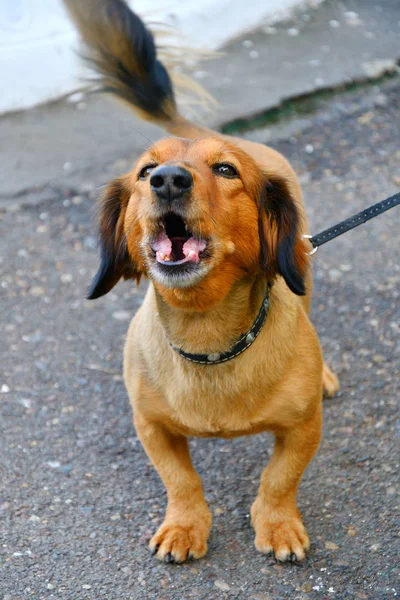 Raça cão dachshund — Fotografia de Stock