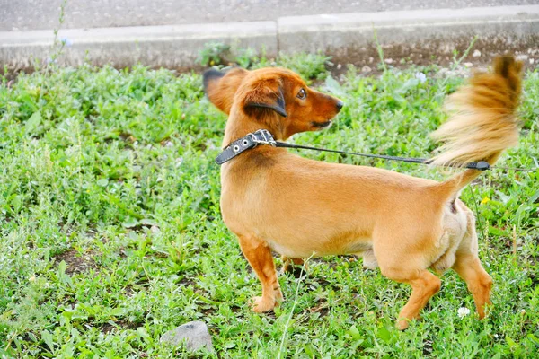 Raça cão dachshund — Fotografia de Stock